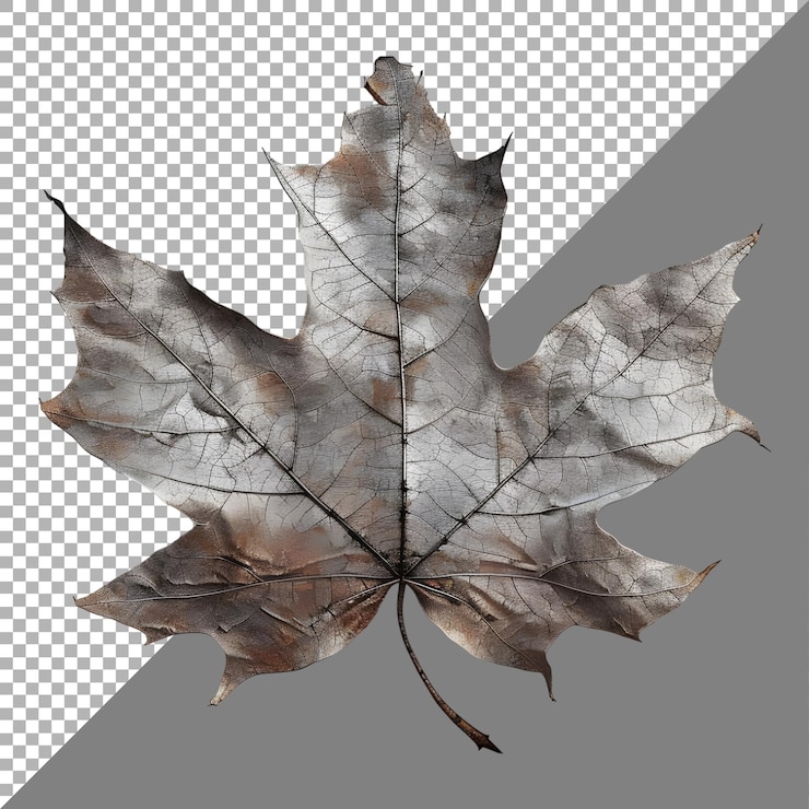 PSD autumn leaves on transparent background ai generated