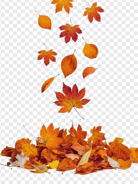 Autumn leaves on a transparent background