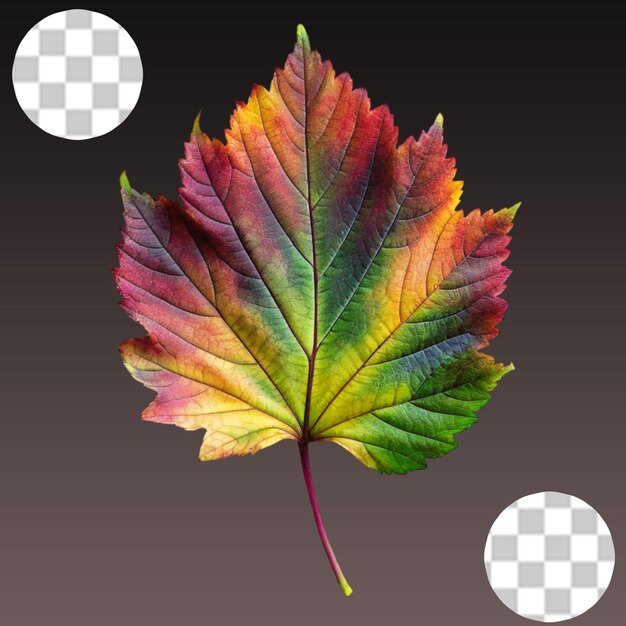 Autumn leaves on transparent background