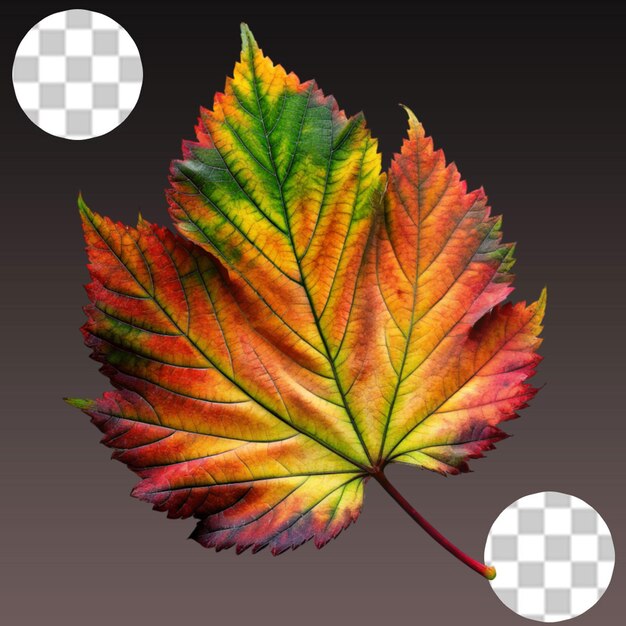 PSD autumn leaves on transparent background