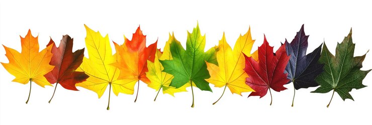 PSD autumn leaves in vibrant colors nine leaves in line yellow green orange red gold isolated