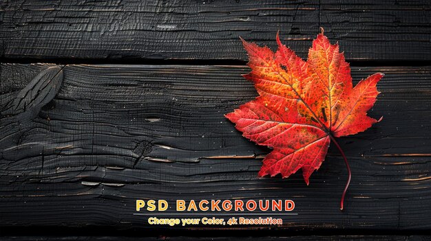 PSD autumn maple leaf on black wooden background