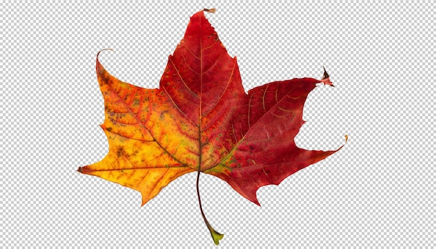 Autumn maple leaf on transparent background