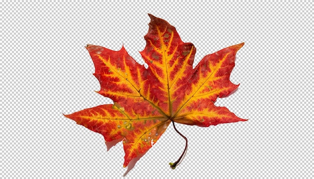 PSD autumn maple leaf on transparent background