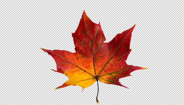 Autumn maple leaf on transparent background