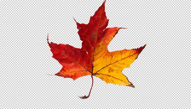 Autumn maple leaf On Transparent Background