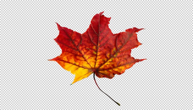 Autumn maple leaf on transparent background