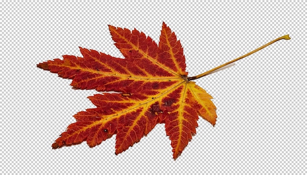 Autumn maple leaf On Transparent Background