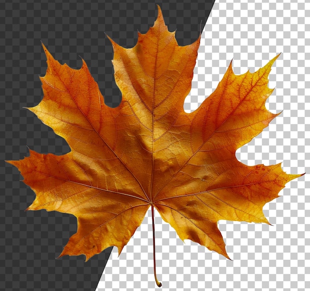 PSD 透明な背景に豊かな秋の色で秋のメープル葉 png