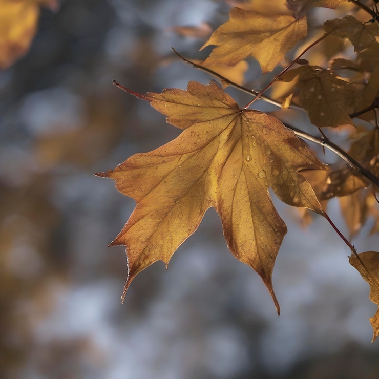 PSD autumn morning with morning sunshine and sparkling dew