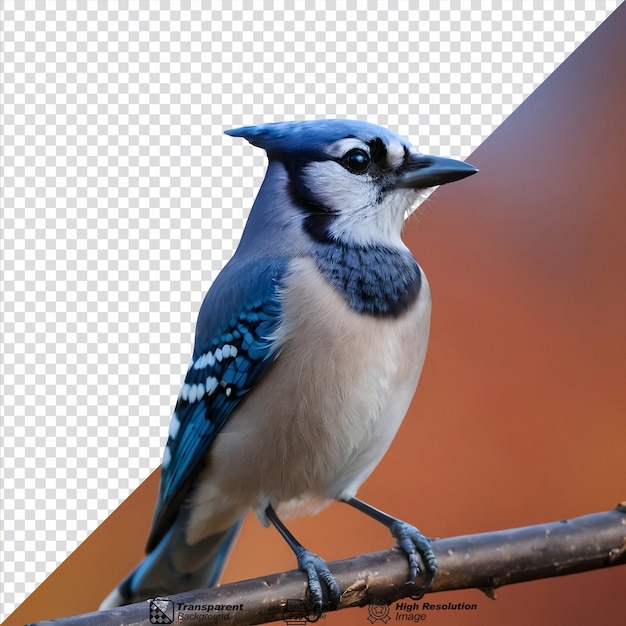 PSD autumn portrait of a blue jay isolated