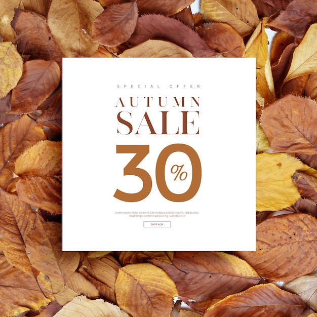 Autumn sale banner or card