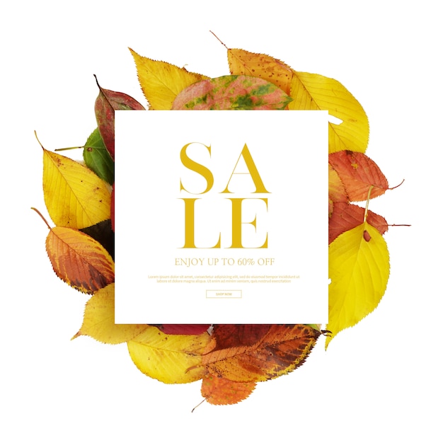 PSD autumn sale banner or card