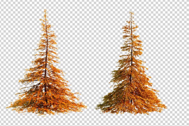 PSD autumn season tree on transparent background with clippings path