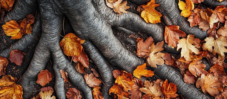 PSD autumn tree roots