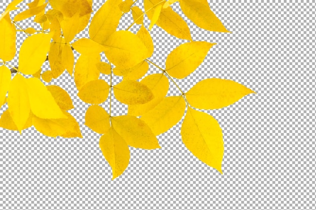 autumn yellow leaves on branch isolated