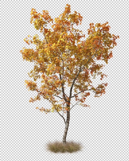 PSD autumnal single tree shapes on dried grass 3d rendering
