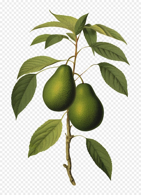 PSD avocado isolated on transparent background old botanical illustration