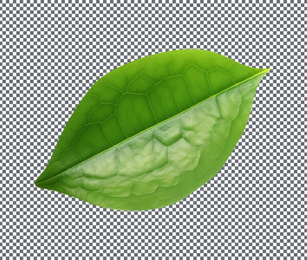 PSD avocado leaves isolated on a transparent background