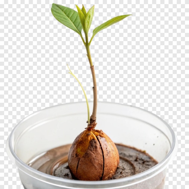 Avocado Seed Sprout isolated on Transparent White Background
