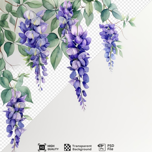 PSD awesome beautiful watercolor wisteria flowers clipart and leaves watercolor floral elements watercolor flowers watercolor paintings watercolors watercolors watercolors water png