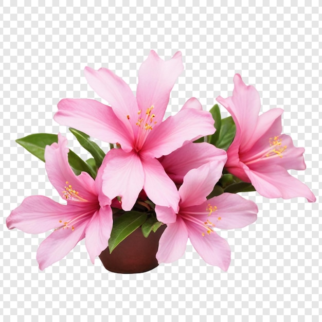 PSD azalea flower isolated on transparent background