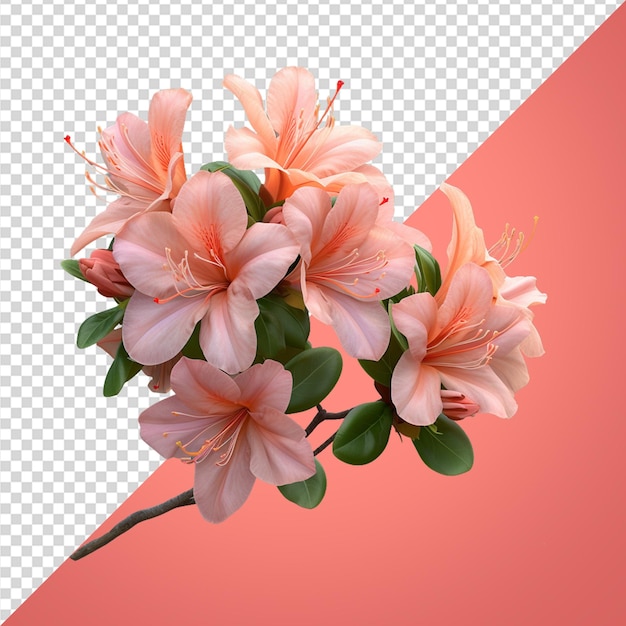 Azaleas flowers png