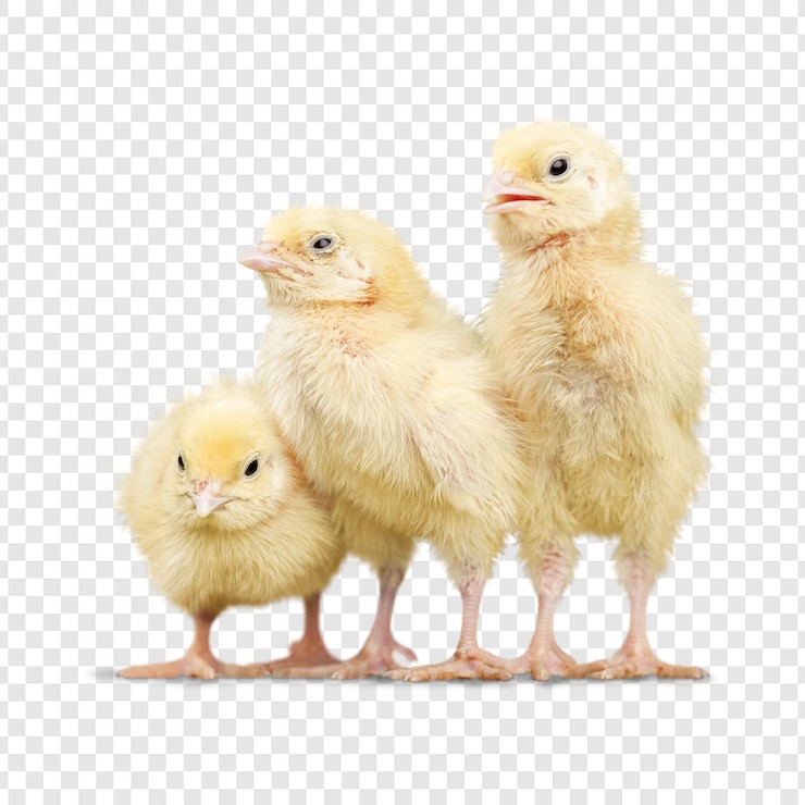 PSD 幼鳥 (小鳥) 幼鳥