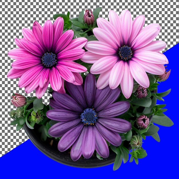PSD background removed flower transparent background png and psd image