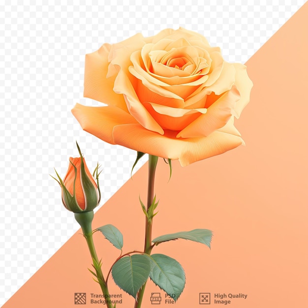 Background with an orange rose