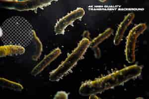 PSD bacteria on a black background with realistic details on transparent background