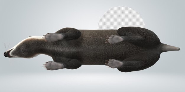 PSD badger isolated on a transparent background