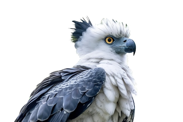 PSD bald american eagle isolated