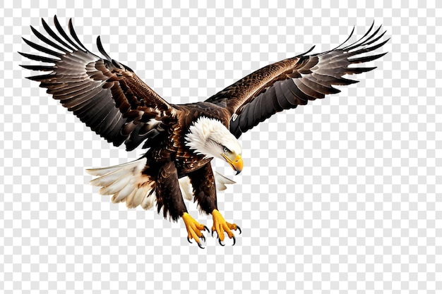 PSD bald american eagle png isolated on transparent background