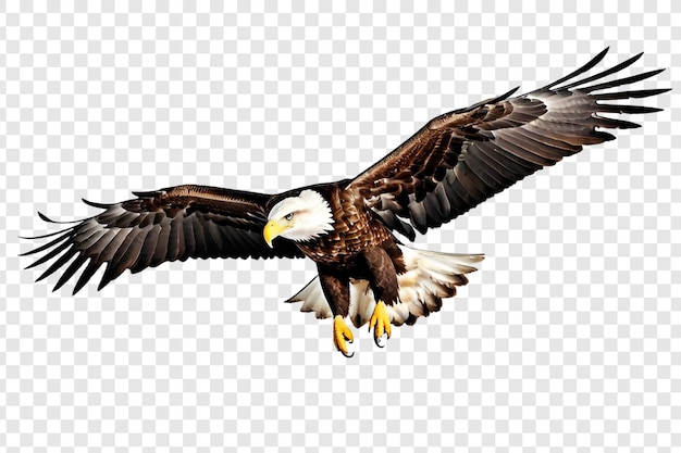 PSD bald american eagle png isolated on transparent background