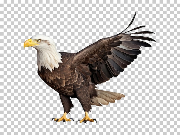 PSD bald eagle isolated on transparent background png psd