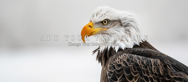 PSD bald eagle