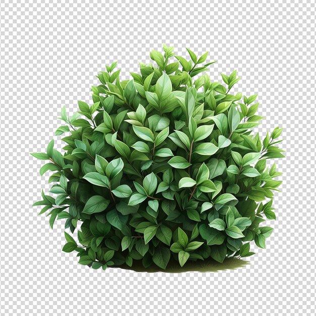 A ball of green leaves is shown on a white background