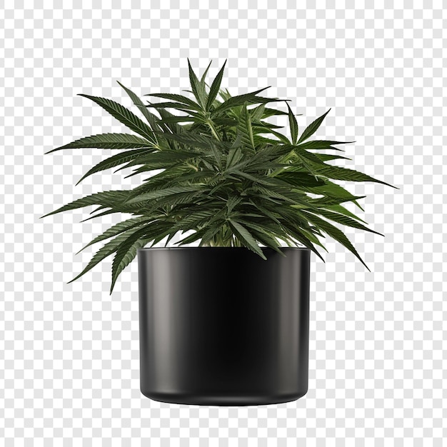 PSD balsam in black container isolated on transparent background