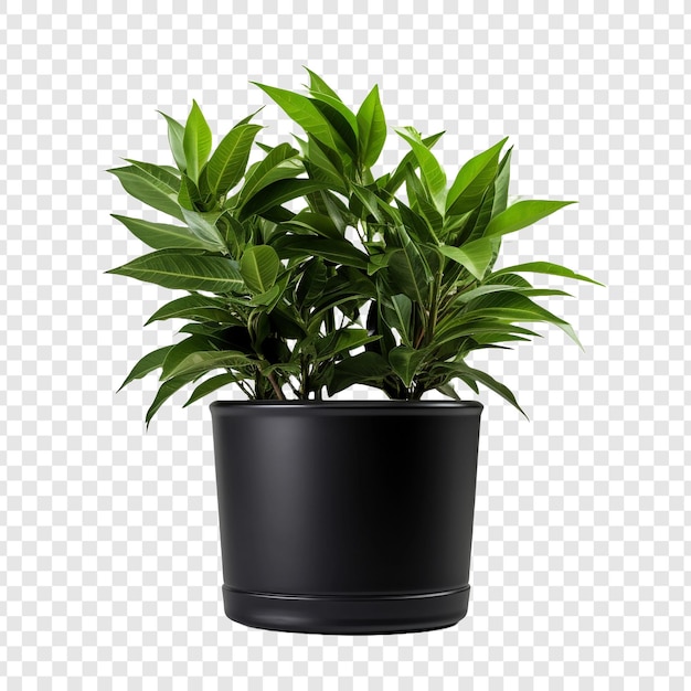 PSD balsam in black container isolated on transparent background