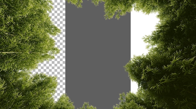 Bamboesbos op doorzichtige achtergrond PNG 3D-weergave