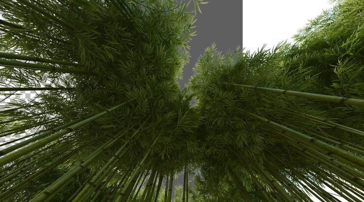 PSD bamboo forest on transparent background png 3d rendering