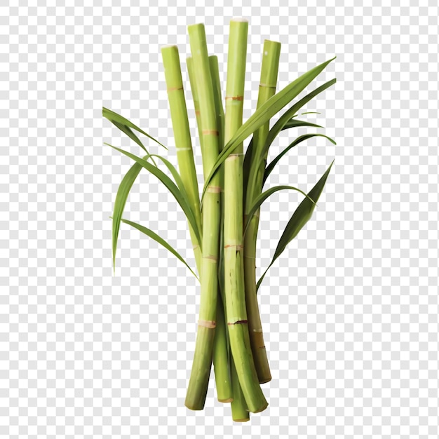 bamboo is a symbol of the bamboo