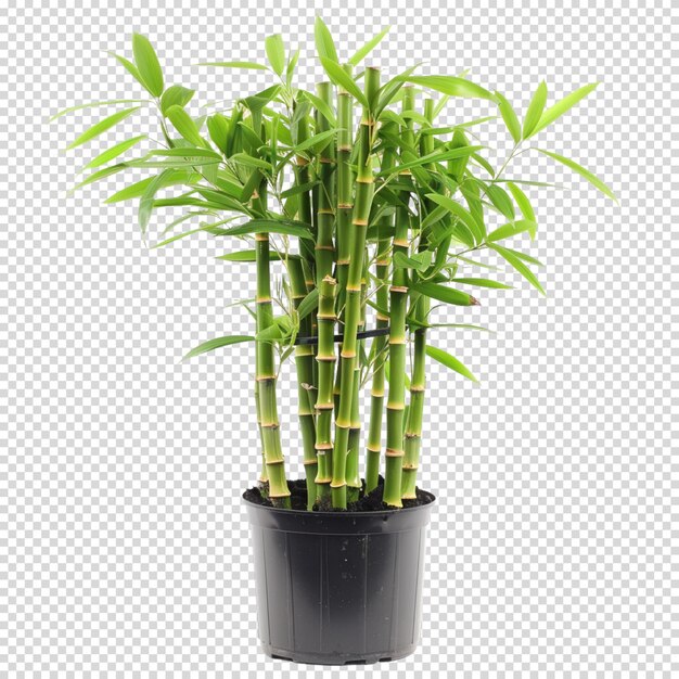 Bamboo isolated on transparent background