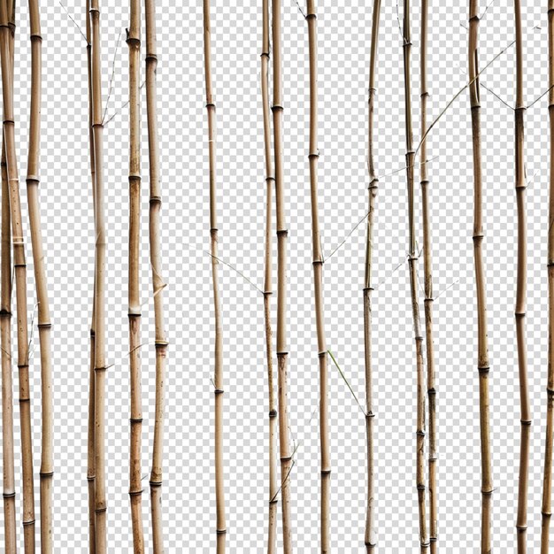 Bamboo isolated on transparent background