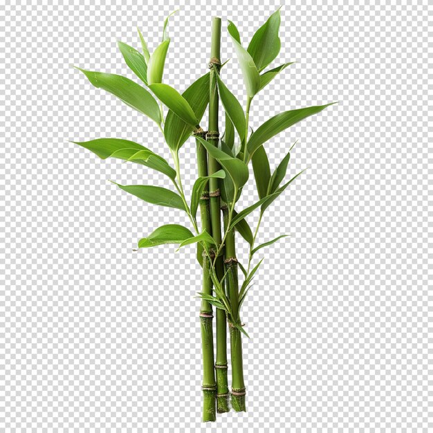 Bamboo isolated on transparent background