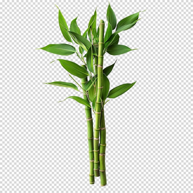 Bamboo isolated on transparent background