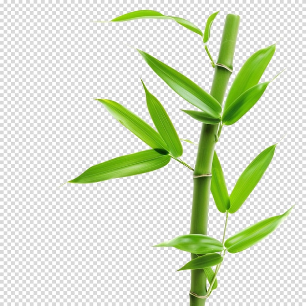 PSD bambù isolato su uno sfondo trasparente