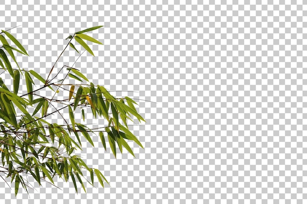 PSD bamboo leaves and branch foreground isolated