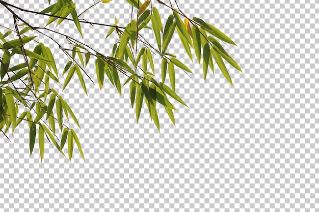 Bamboo leaves and branch foreground isolated